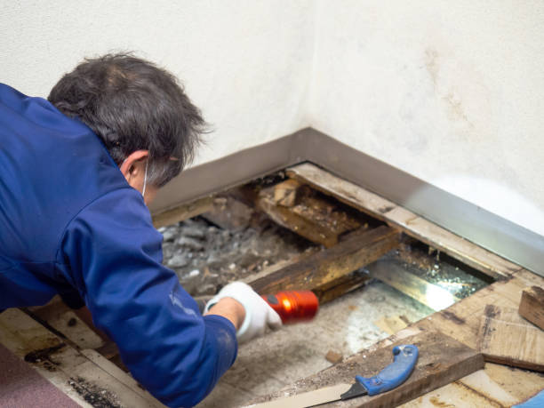 Best HVAC Mold Remediation in Peekskill, NY
