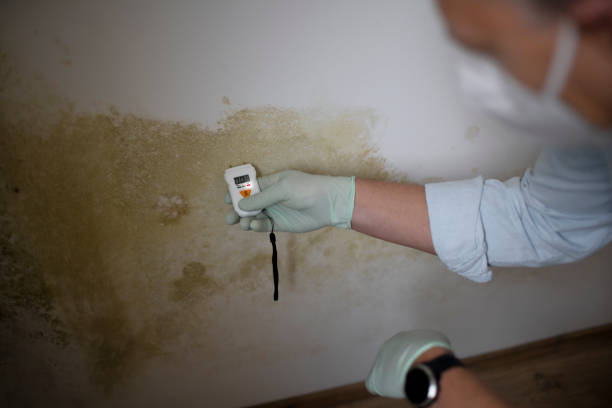 Best DIY Mold Remediation Support Services in Peekskill, NY