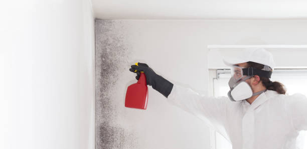 Best Commercial Mold Remediation in Peekskill, NY