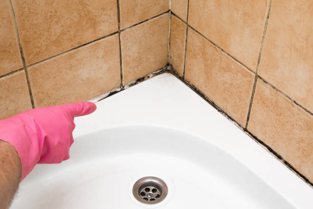 Best Basement Mold Remediation in Peekskill, NY